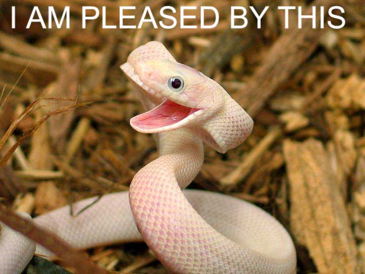 Happy_snake.jpg