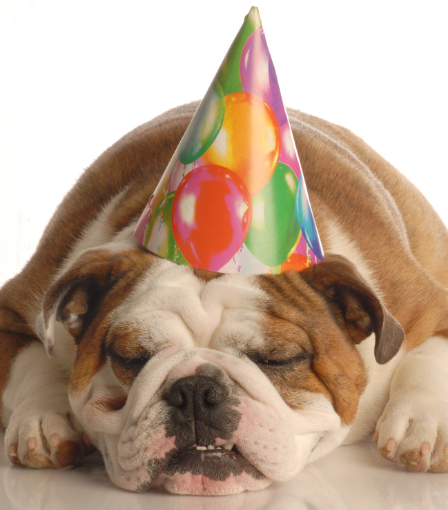 dog-with-party-hat.jpg