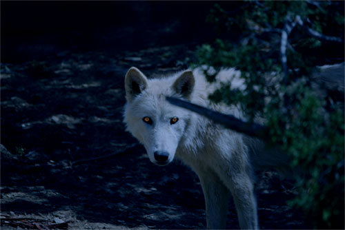 white-werewolf1.jpg