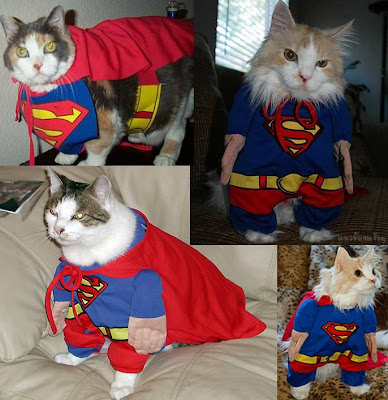 supercat+-+pantip.jpg