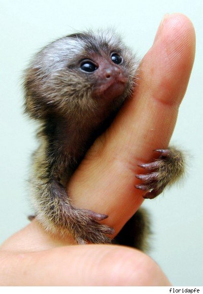 Finger+Monkey+LOL.jpg