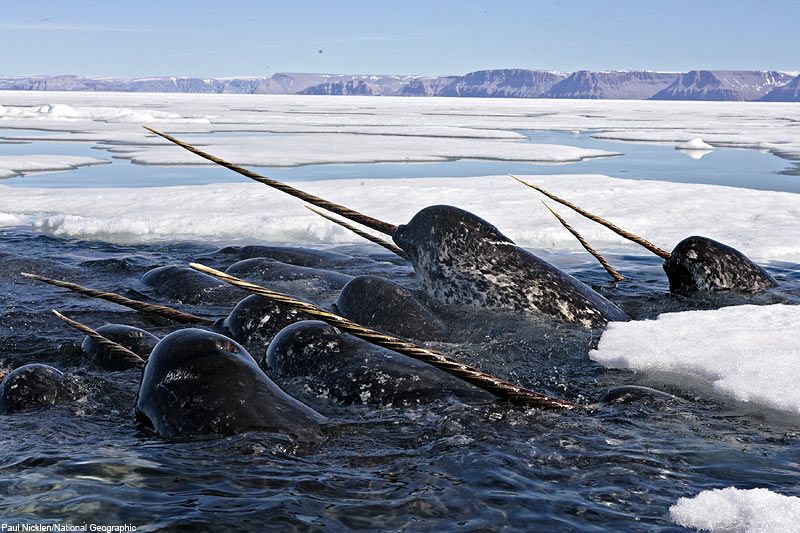 narwhalmultiplehunting_zps92ddc52b.jpg