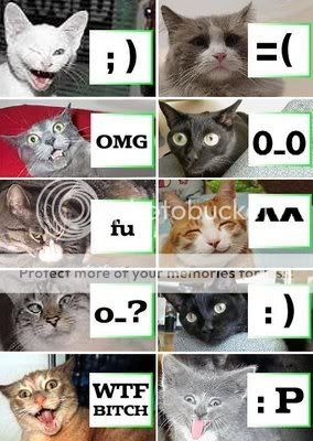 cats-emotion.jpg
