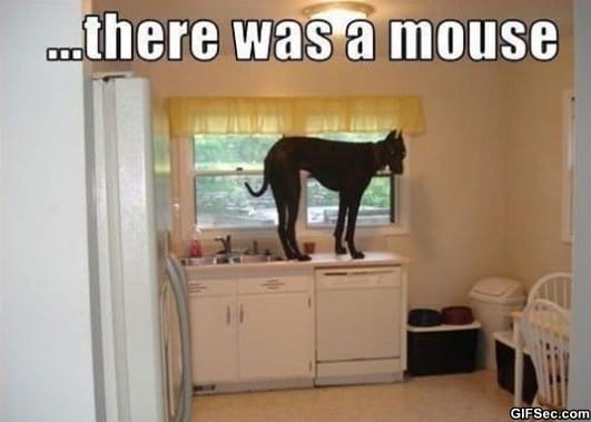 MEME-The-Mouse.jpg