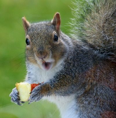 startled-squirrel_zps4c0f2119.jpg