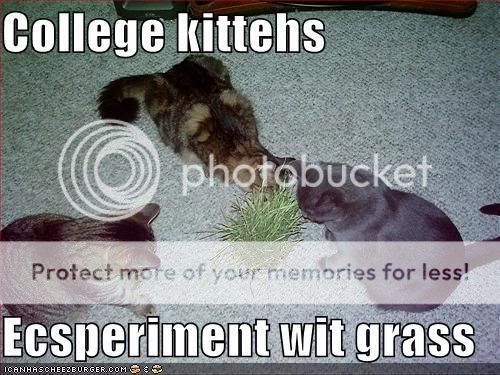 funny-pictures-college-cats-experim.jpg