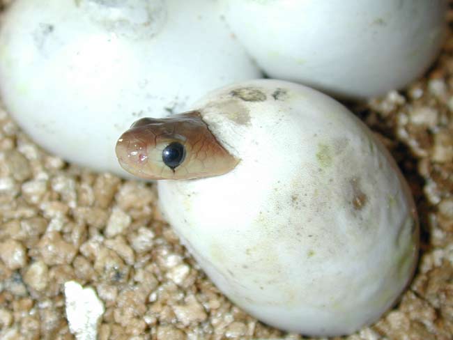 h_baby_snake_02.jpg