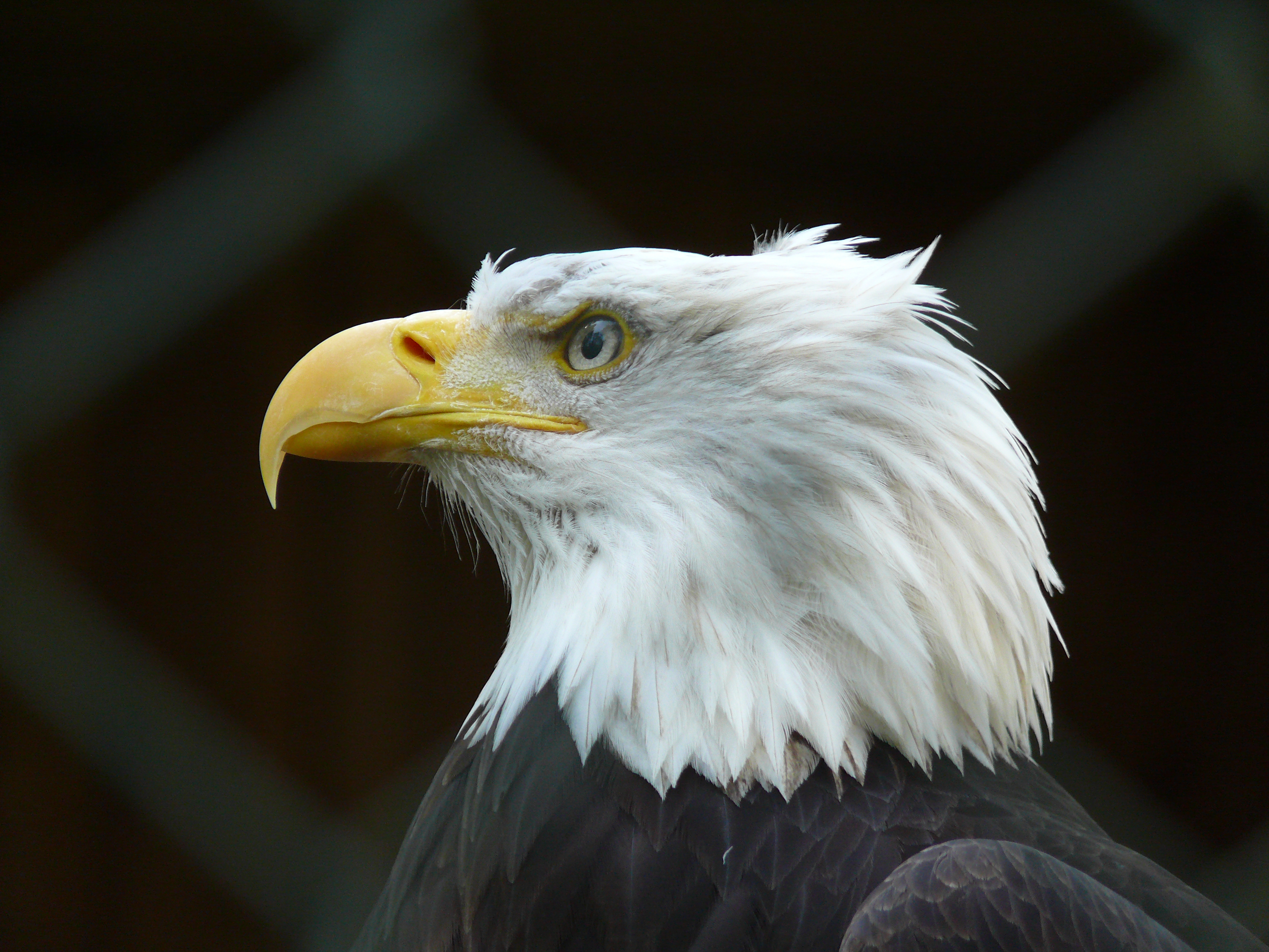 Bald-eagle_P1010358.JPG