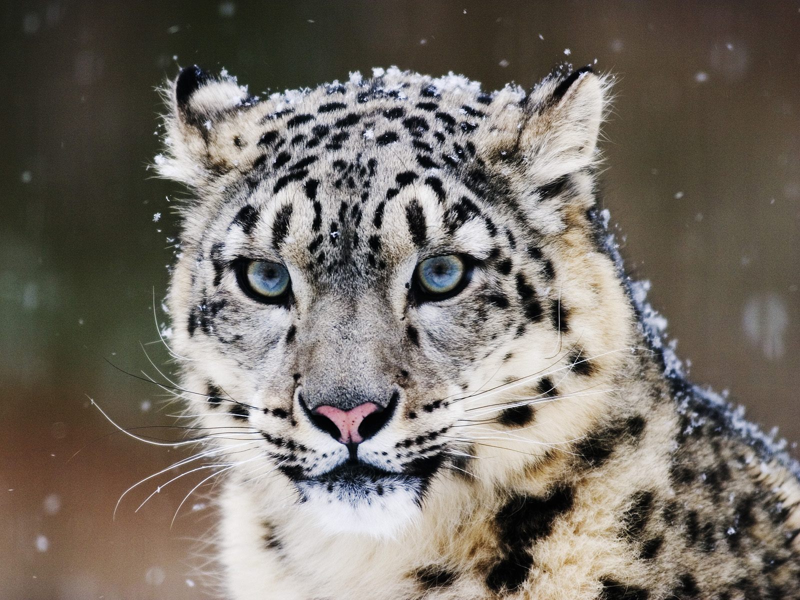 Big_cats_-_Snow_Leopard.jpg