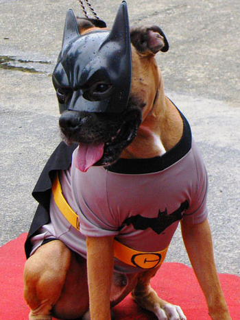 BatDog.jpg