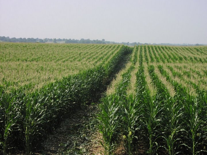 corn-field.jpeg