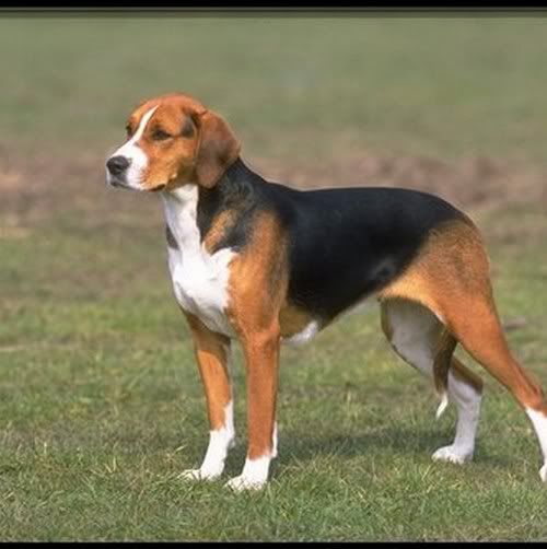 american_foxhound-12646.jpg