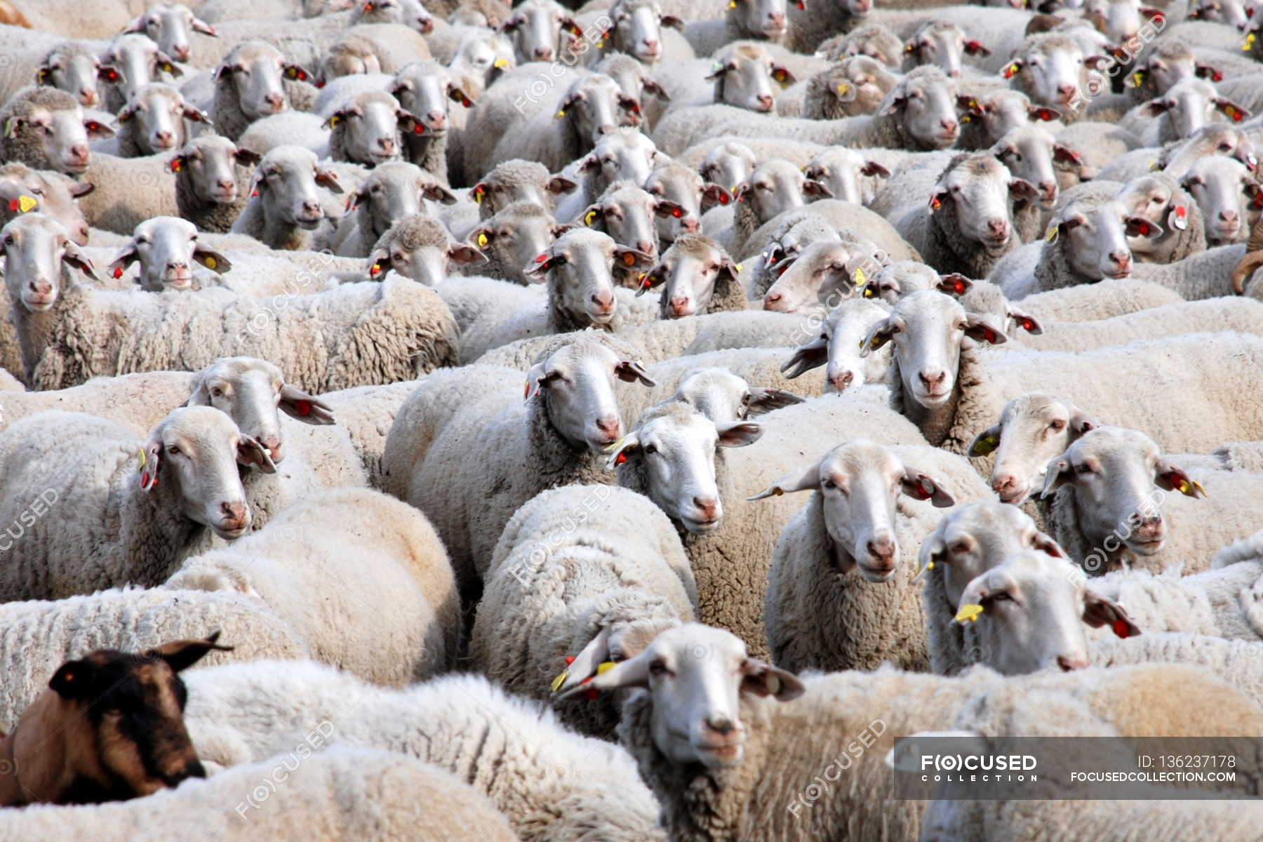 focused_136237178-Large-flock-of-sheep.jpg