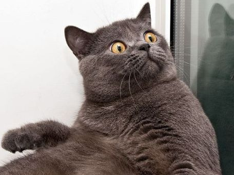 cat-animal-surprised-surprise-caught.png