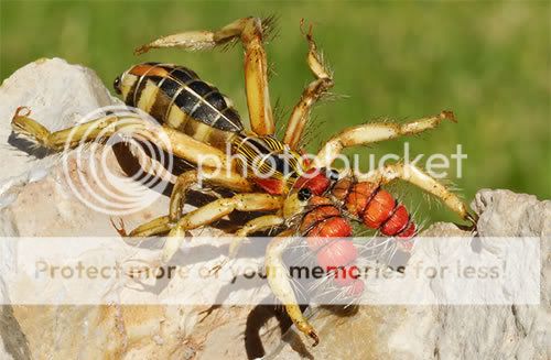 CamelSpider.jpg
