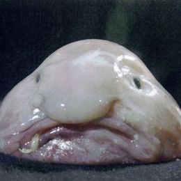 blob_fish_main_zps76dd1d9c.jpg