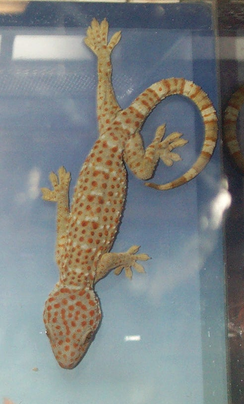 Gekkoninae_Gekko_gecko.png