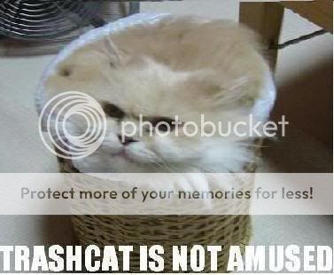 trashcat.jpg