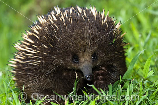 short-beaked-echidna-24T5029-10D.jpg