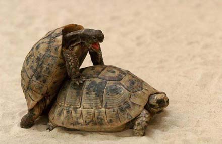 turtle-sex1.jpg