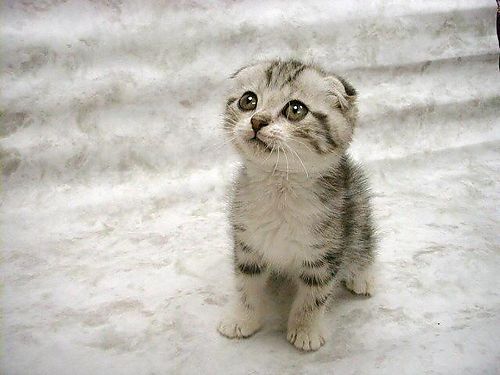 scottish-fold-cat-wallpaper-.jpg